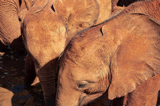 大卫谢尔德里克野生动物信任非洲大象孤儿院内罗毕肯尼亚