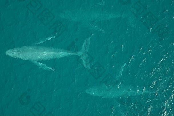 座头鲸鲸鱼空中视图海洋游泳插图渲染