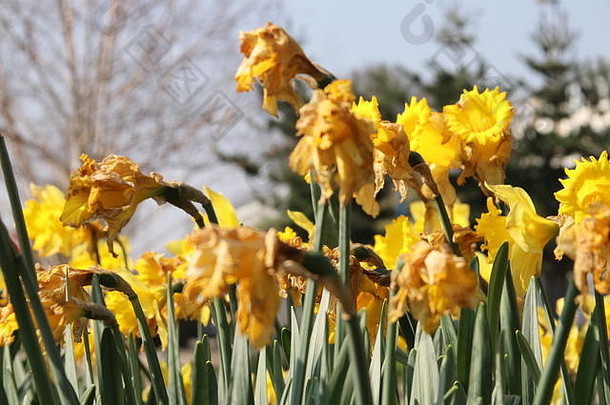 水仙花那喀索斯花黄色的颜色春天季节新教堂向那艾瑟尔