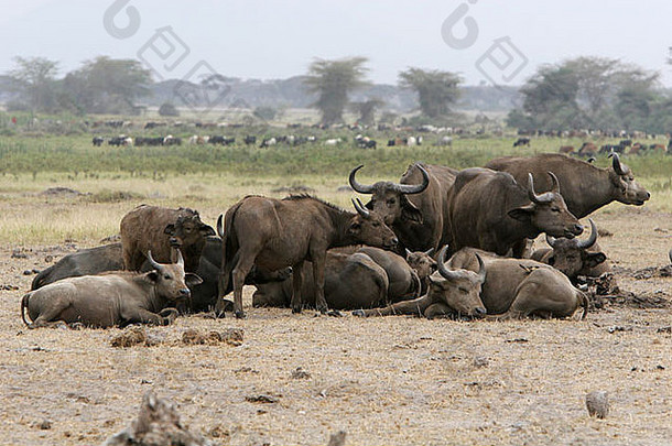 集团非洲角水牛Syncerus咖啡壶说谎灰尘安博塞利游戏公园肯尼亚