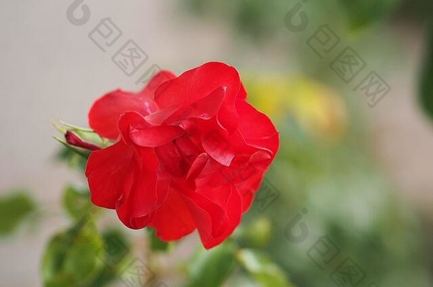 玫瑰花红色的颜色安排美丽的花束模糊自然背景象征爱情人节一天