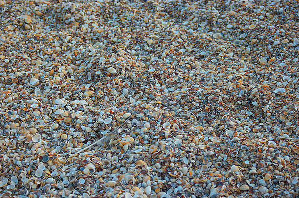海滨覆盖贝壳芯片