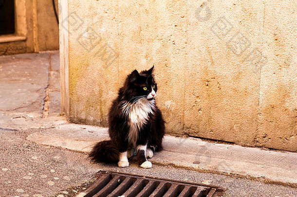 猫街街猫坐着人行道上关闭宠物动物国内动物可爱的猫
