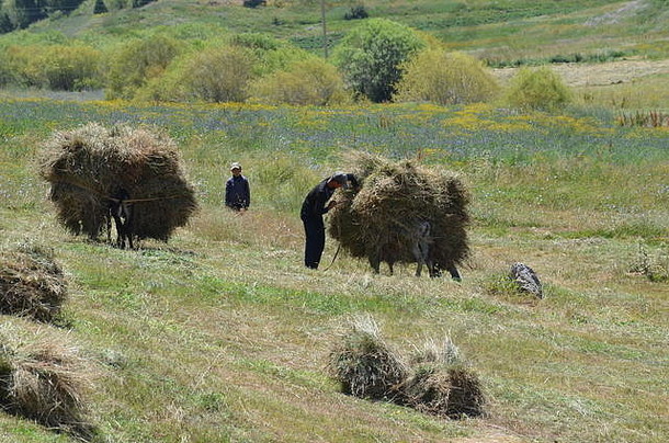 农民工作干草地升降机山东南部乌兹别克斯坦