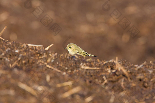 棕柳莺phylloscopus科利比塔喂养宁录肥料堆昆虫steart萨默塞特布里斯托尔