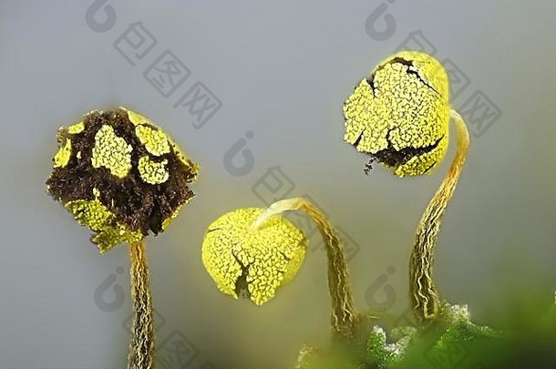 金黏液模具绒泡菌维里德都是奥兰蒂库姆显微镜图像