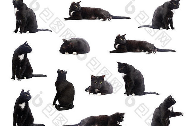 多个黑色的猫图片集