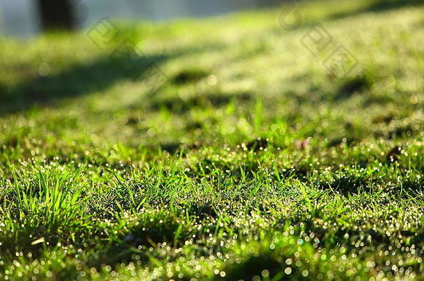 早....露水太阳薄叶子绿色草