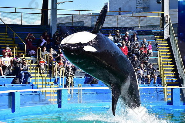迈阿密佛罗里达美国1月杀手鲸鱼<strong>海豚</strong>显示
