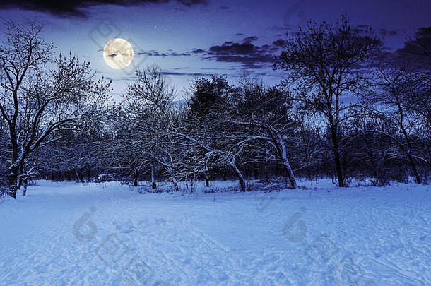 公园冬天晚上美丽的自然风景完整的月亮光