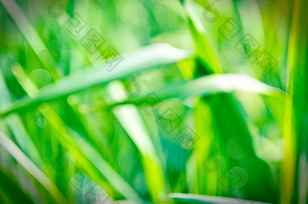 绿色新鲜的草沐浴阳光自然夏天散景图片