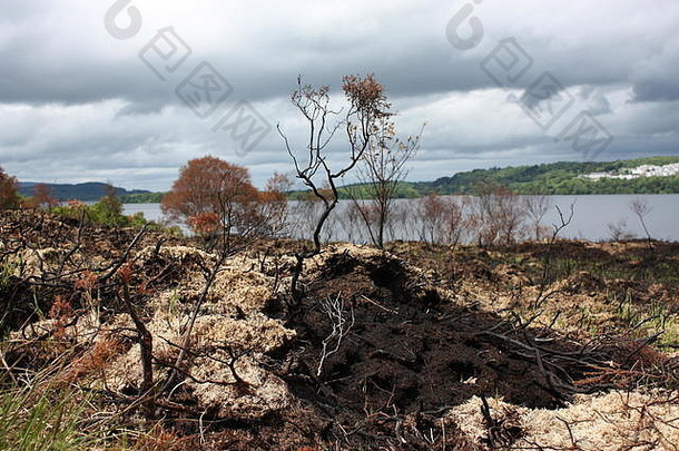 斯莱戈基尔肯尼森林影响斯莱戈森林火灾烧小路变黑的树