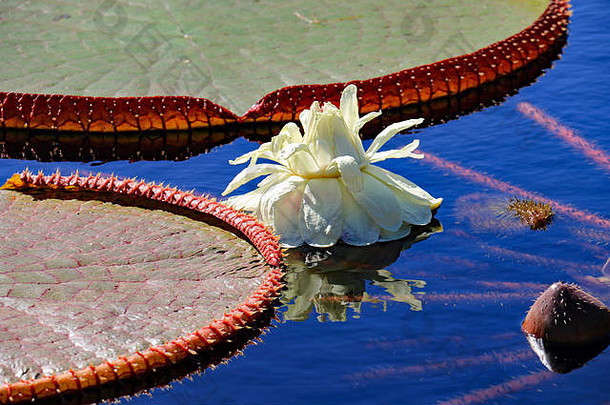 更大的生活水花园大莲花开花出现巨大的莲花莉莉垫