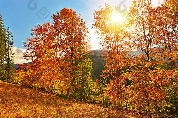 秋天混合森林阳光明媚的山