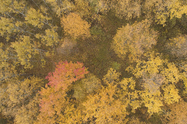 空中前视图黄色的金桦木森林秋天