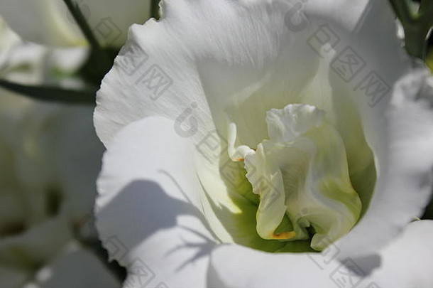 美丽的白色花开花日益增长的花园