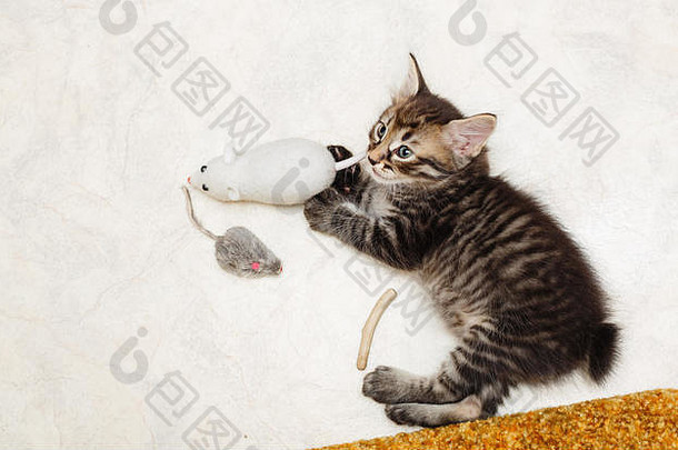 可爱的毛茸茸的小猫玩具宠物低变应原的品种猫