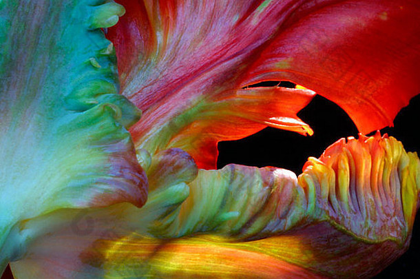 郁金香属艳丽的卷曲波颜色颜色独特的单花瓣鹦鹉郁金香