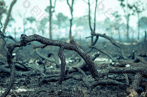 烧亚马逊热带雨<strong>森林</strong>最富有的生态系统地球摧毁了灰烬牛放牧大豆作物