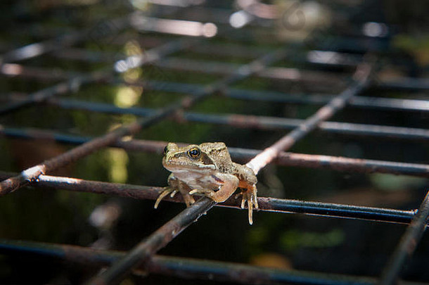 小快乐青蛙放松金属网格