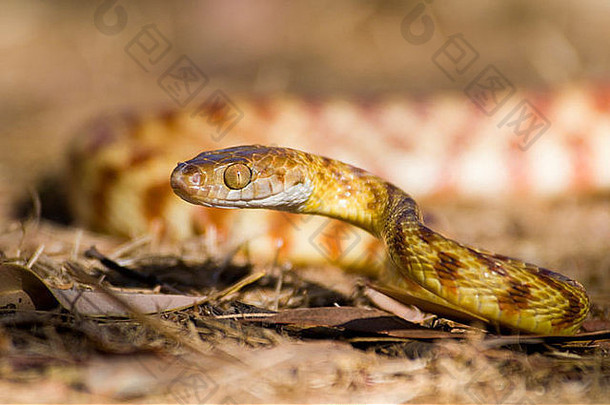 棕色（的）树蛇boiga不规则北昆士兰澳大利亚