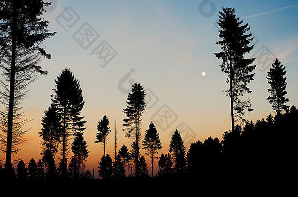 轮廓松树山坡上黄昏色彩斑斓的变暗天空月亮背景