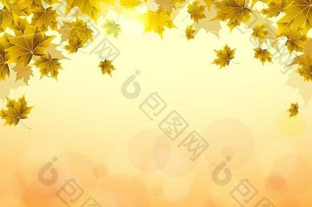 框架黄色的橙色叶子枫木阳光明媚的秋天夏天一天觉醒自然封面背景文章