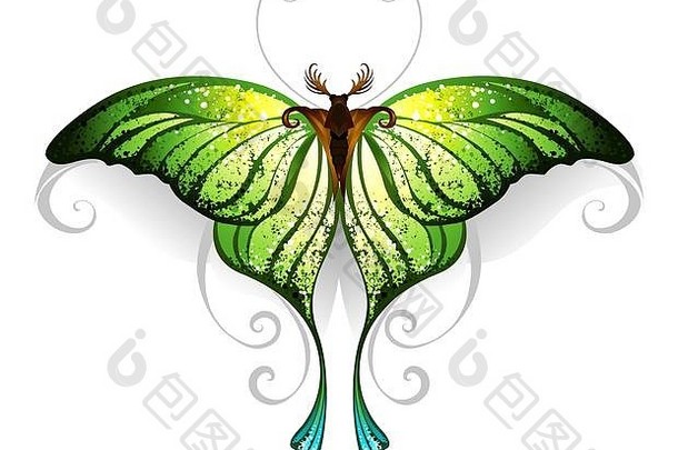 绿色现实的异国情调的蝴蝶白色背景纹身风格绿色植物时尚的颜色