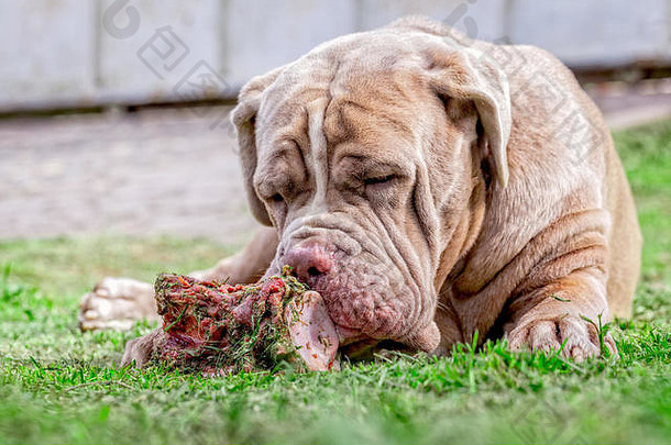 那不勒斯獒狗说谎绿色草坪上幸福的咀嚼大生骨举行前面爪子