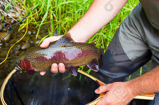 奖杯彩虹鳟鱼常见的较低的微处理机河俄勒冈州salmonfly孵化飞渔夫持有