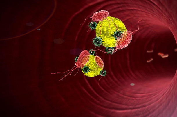 插图人类免疫系统攻击病毒巨噬细胞脂肪细胞内部血船白色血细胞内部血船