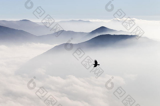轮廓山雾鸟飞行
