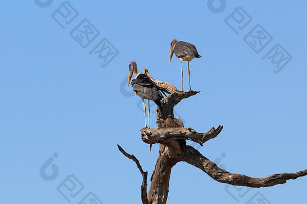 食腐动物鸟马拉布鹳Leptoptilos十字花科卡普里维带游戏公园纳姆布瓦纳米比亚非洲Safari野生动物荒野
