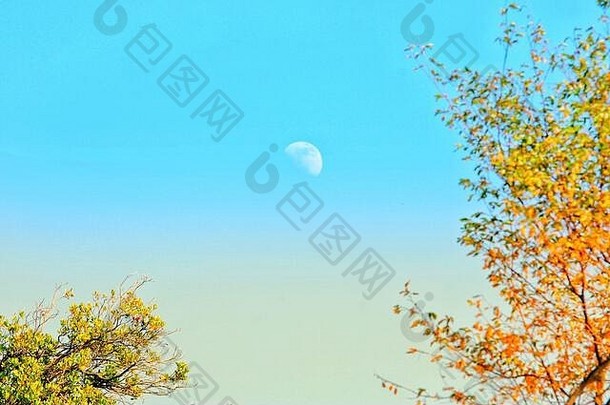 月球摄影图片月亮日光日落森林