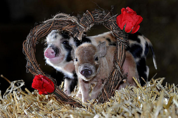 爱空气情人节一天史密西尔斯开放农场博尔顿兰开夏郡可爱的出生小猪佩奇乔治拥抱瓦伦