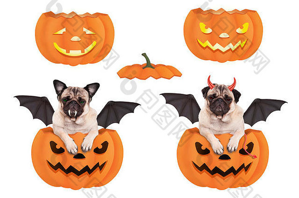 可爱的有趣的哈巴狗狗南瓜穿着万圣节蝙蝠魔鬼孤立的白色背景