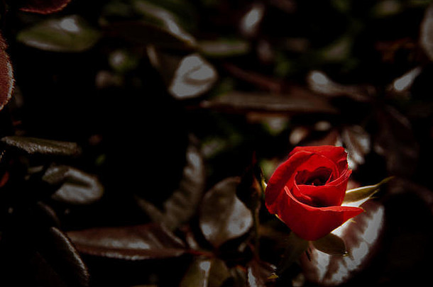 红色的玫瑰巴德黑暗背景