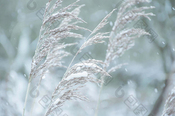 自然摄影长干草日益增长的冻湖海岸覆盖雪帽降雪英国农村冬天散景