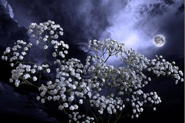 夏天月亮晚上开花花园完整的月亮发光的白色亚罗耆草属植物蓍属普塔米卡花浪漫的花背景