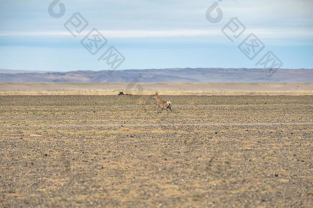 女蒙古瞪羚漫游自由戈壁沙漠