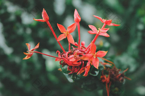 红色的Ixora花花园