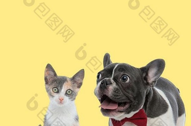 可爱的混血儿猫坐着相机大眼睛法国斗牛犬狗舌头快乐黄色的背景