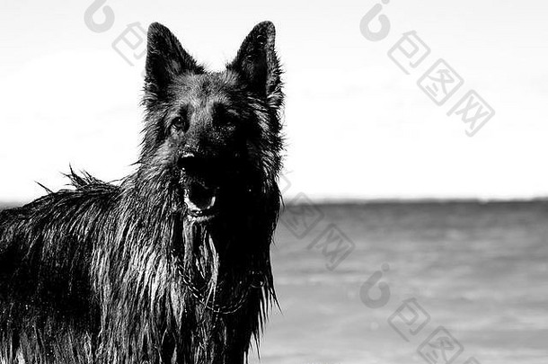 黑与白可爱的几何摘要艺术黑色的喜怒无常的有<strong>创意</strong>的狗狗德国牧羊犬housedog宠物