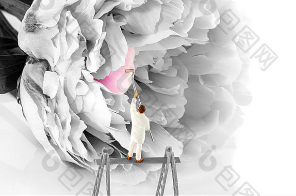 木偶画家paintinjg花粉红色的牡丹花巴德孤立的白色背景