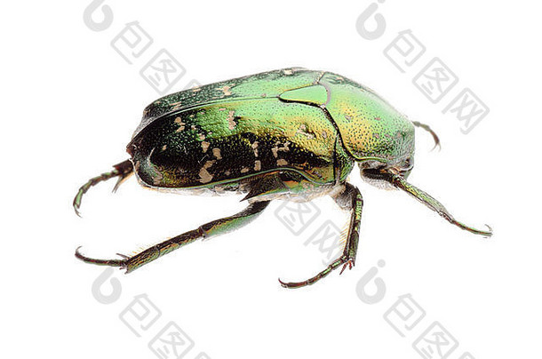 绿色甲虫孤立的