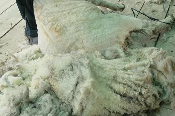 但希勒剪切羊农业显示竞争电专业羊手册头发限幅器羊切割剪切机