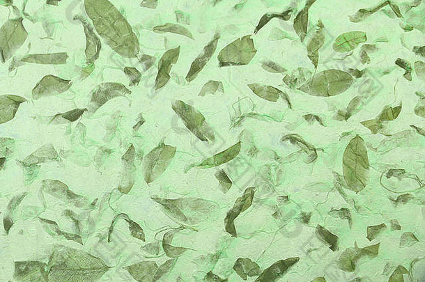 索尔夫滕绿色桑纸干叶纹理背景