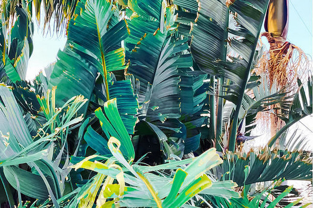 绿色热带棕榈叶子背景