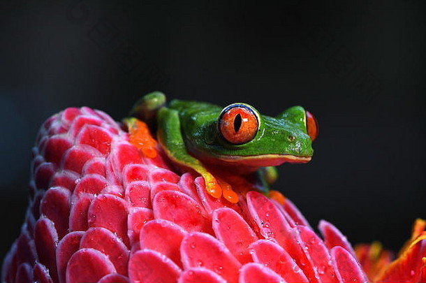 红眼的树青蛙红眼卡利德里亚斯科斯塔黎加低地丛林