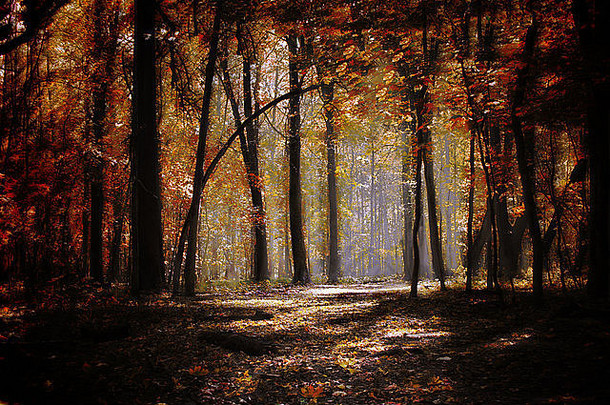 令人难以置信的秋天森林